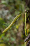 Maryland senna <BR>Wild senna